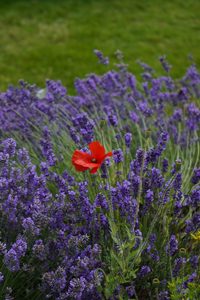 lavande fleurie avec un coquelicot au milieu